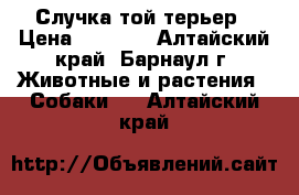 Случка той терьер › Цена ­ 1 000 - Алтайский край, Барнаул г. Животные и растения » Собаки   . Алтайский край